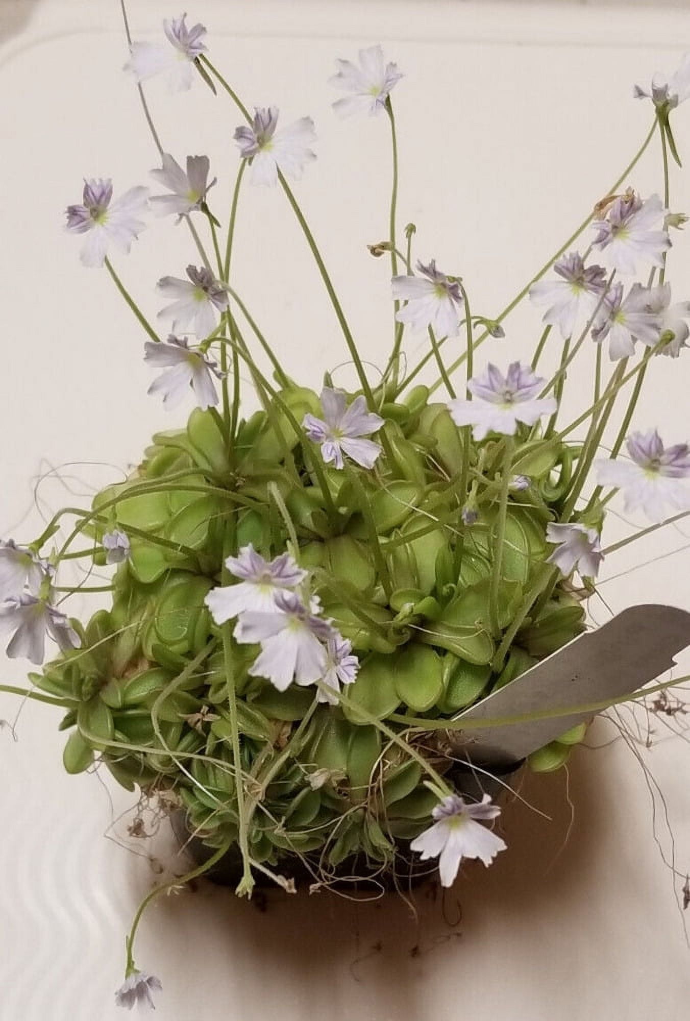 Pinguicula emarginata Live Carnivorous Butterwort Flowering Size Plant