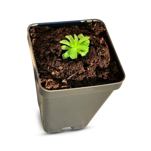 Pinguicula esseriana - Mexican Butterwort: A Unique Carnivorous Plant for Enthusiasts