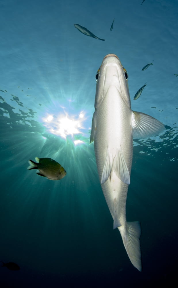 Pinjalo snapper underside view with sunburst Bali Canvas Art - Steve JonesStocktrek Images (11 x 18)
