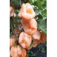 thumbnail image 1 of Sherwood's Seeds White 7 Pot Pepper Plant Seeds, Heirloom, 1 of 1