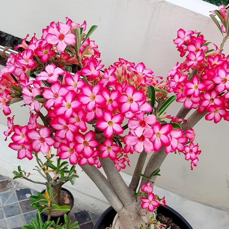 Pink Adenium Desert Rose Plant Live, Adenium Obesum 4-7 Inch, Flowering Succulent  Plants - Walmart.com