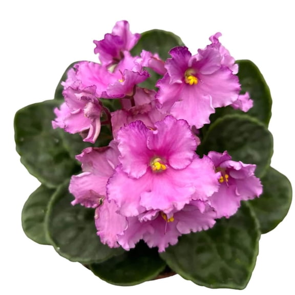 Pink African Violets Live Plant, Random Pink Flowers Streptocarpus, Indoor Flower Plants, Blooms All Year Round 4 Inch Pot