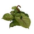 thumbnail image 1 of Pink Allusion Arrowhead Plant - Syngonium/Nepthytis - 4" Mini Hanging Basket, 1 of 2