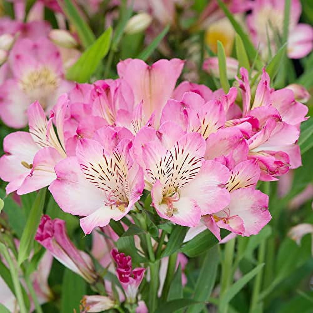 Pink Alstroemeria Seeds Peruvian Lily Perennial Attracts Butterflies
