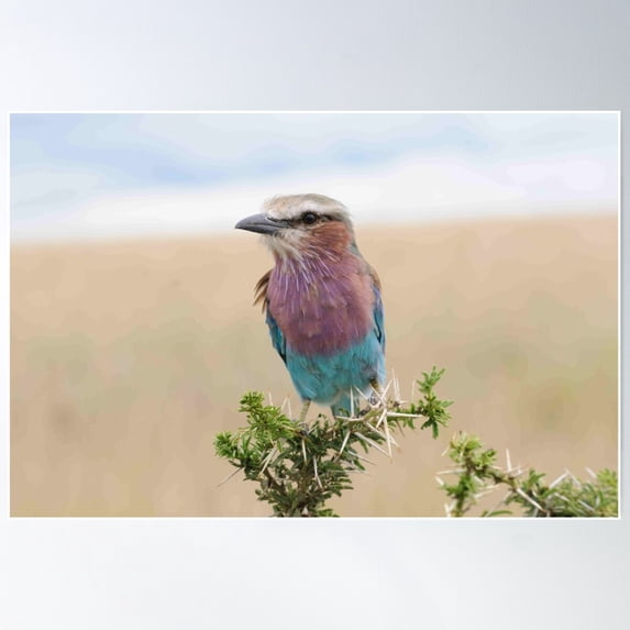 Pink And Blue Perfect For Boys And Girls Poster Wall Art, Modern Wall Decor For Living Room Bedroom, 16x24 UNFRAMED