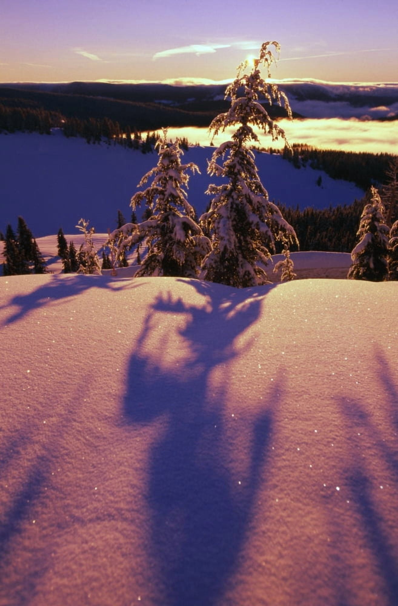 Pink And Purple Sunrise Shadows Of Snow Covered Trees Cascades Canvas Art - Natural Selection Craig Tuttle Design Pics (12 x 18)