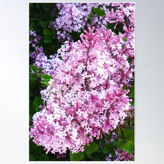 Pink And Purples Poster Wall Art, Modern Wall Decor For Living Room Bedroom, 8x12 UNFRAMED