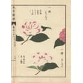 thumbnail image 1 of Pink And White Camellias, Ariake And Hagoromoa Poster Print By ® Florilegius Mary Evans (18 X 24), 1 of 4