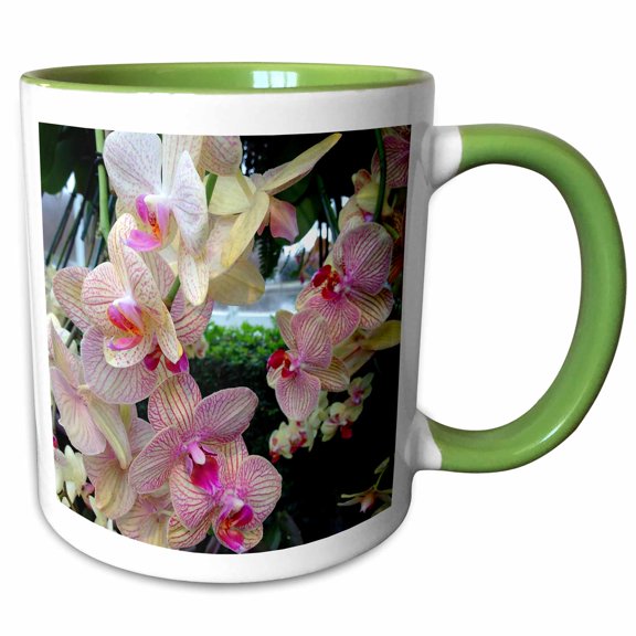 3drose, Pink and White Palaenopsis Orchids, 11oz Two-tone Green Mug