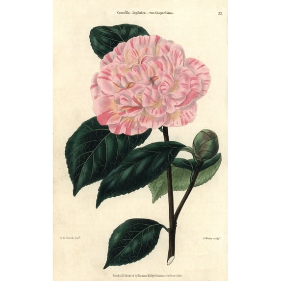 Pink And Yellow Flowered Camellia, Camelliaa Poster Print By ® Florilegius Mary Evans (24 X 36)
