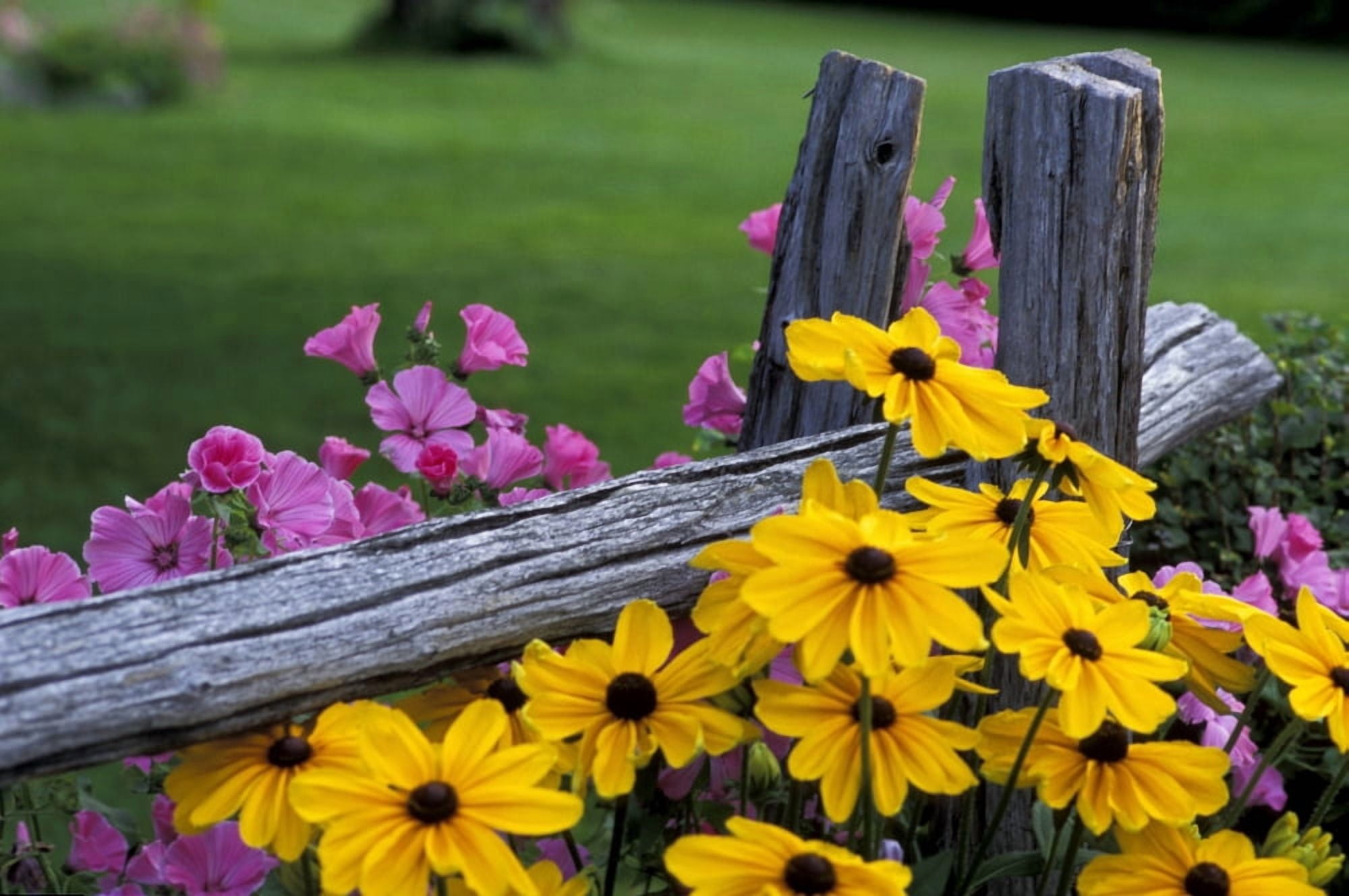 Pink And Yellow Flowers Canvas Art - David Chapman Design Pics (34 x 22)
