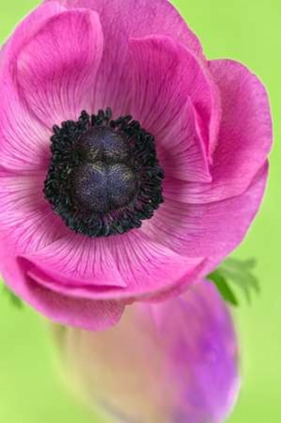 Pink Anemone Canvas Art - Cora Niele (24 x 36)