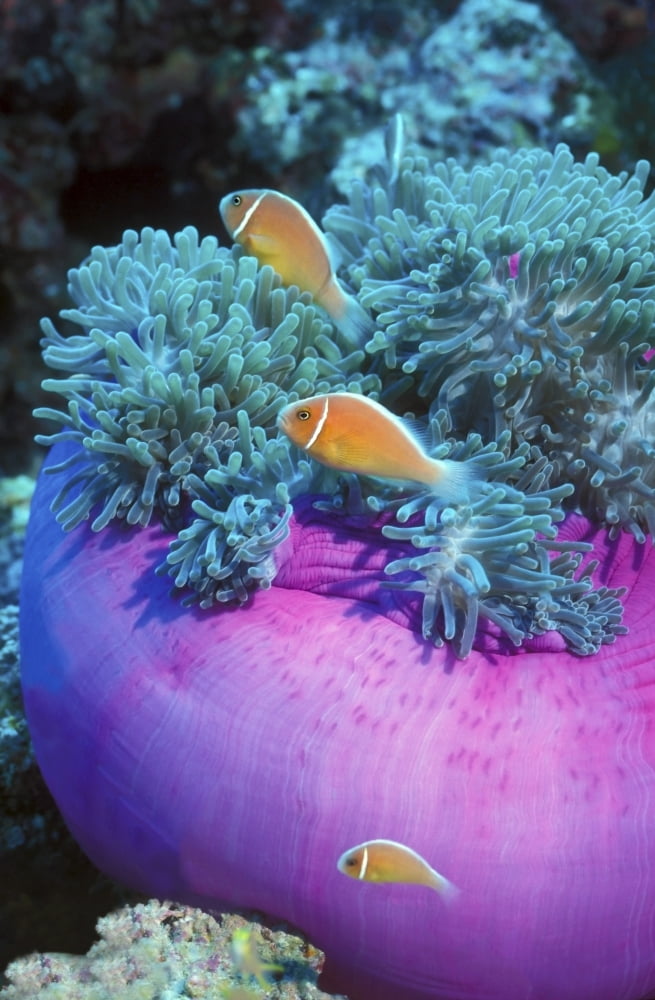Pink Anemonefish protect their purple anemone home Papua New Guinea Canvas Art - Michael WoodStocktrek Images (23 x 35)
