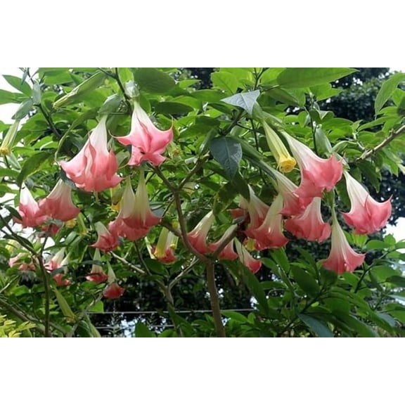Pink Angel's Trumpet – Fragrant Flowering Live Plant for Garden & Landscape