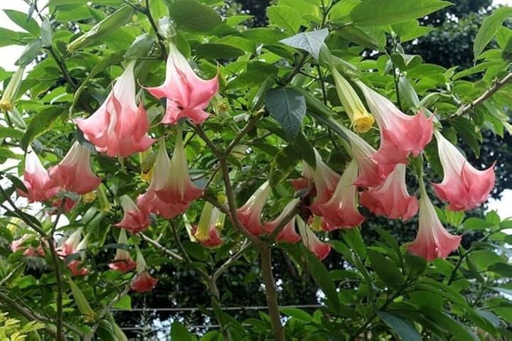 Pink Angel's Trumpet – Fragrant Flowering Live Plant for Garden & Landscape