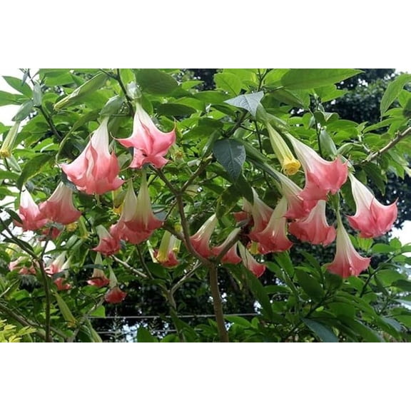 Pink Angel's Trumpet Fragrant Flowering Live Plant for Garden & Landscape