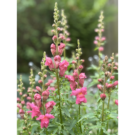 Pink Angelonia Shurb Angelonia Angustifolia Summer Snapdragon Plant 4"Pot
