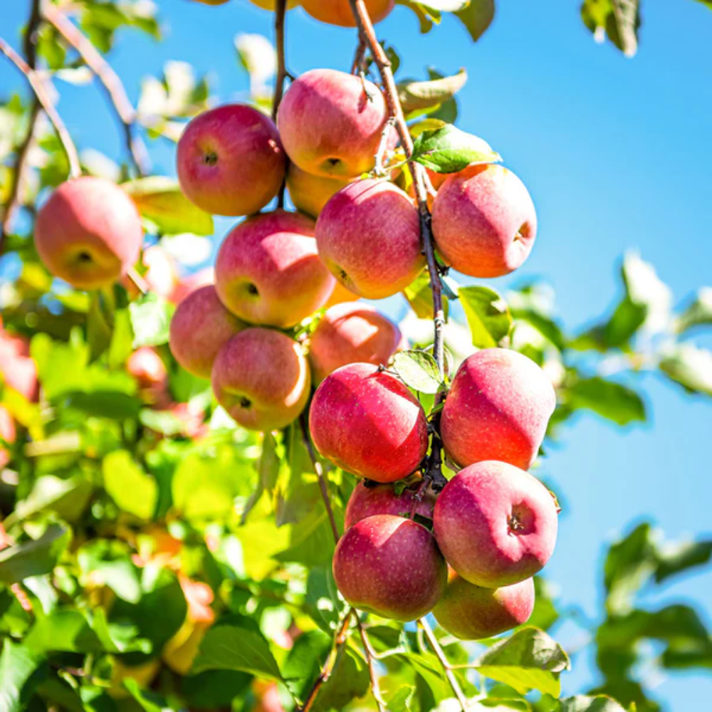 Pink Apple Tree Live Plant, Apple Fruit Tree Starter 6-8 Inch Tall