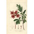 thumbnail image 1 of Pink Azalea, Rhododendron Nudiflorum Poster Print By ® Florilegius Mary Evans (18 X 24), 1 of 4