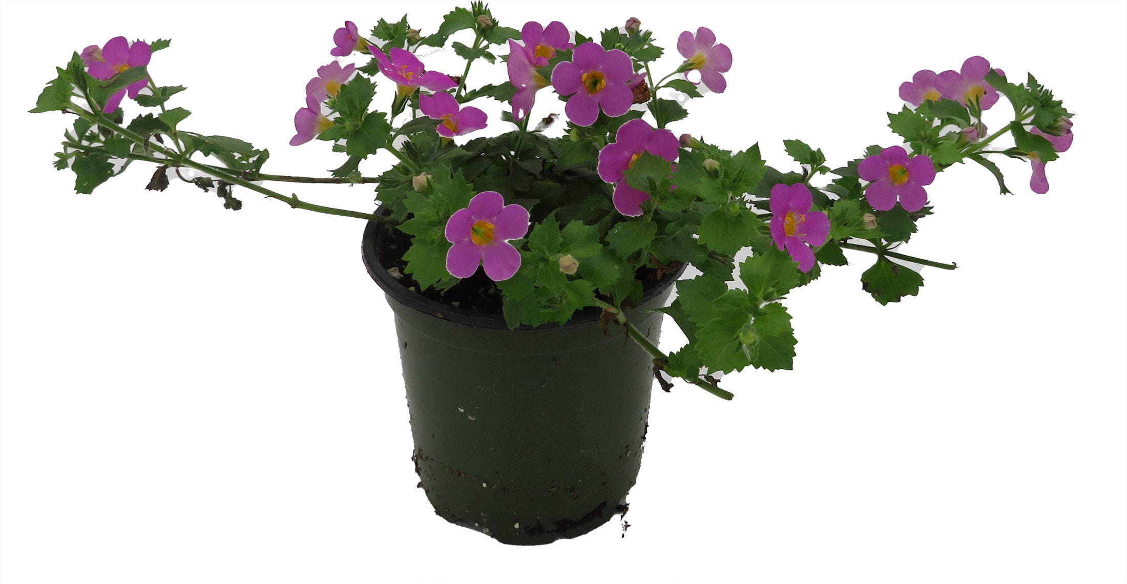 Pink Bacopa Plant - Chaenostoma Cordatum - 4