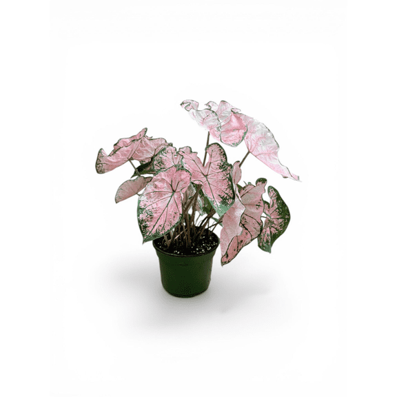 Pink Beauty Caladium Live Plant in Plastic Pot  Colorful Tropical Foliage, Easy Care Shade Plant