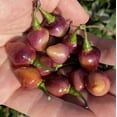 thumbnail image 1 of Pink Biquinho Pickling Pepper Premium Seeds Packet, 1 of 2