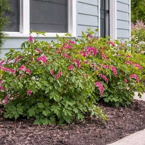 Pink Bleeding Hearts Flower - 2 Bare Roots - Attracts Butterflies, Bees & Hummingbirds-Spring Garden Perennial