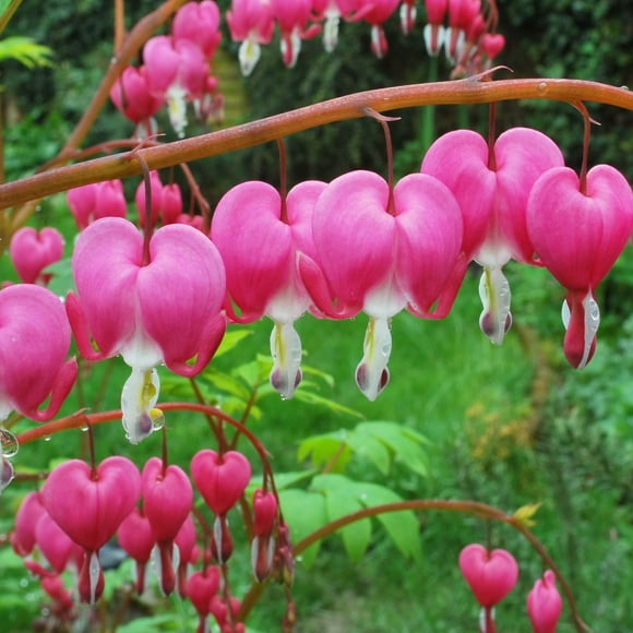 Pink Bleeding Hearts Flower - 2 Bare Roots - Attracts Butterflies, Bees & Hummingbirds-Spring Garden Perennial