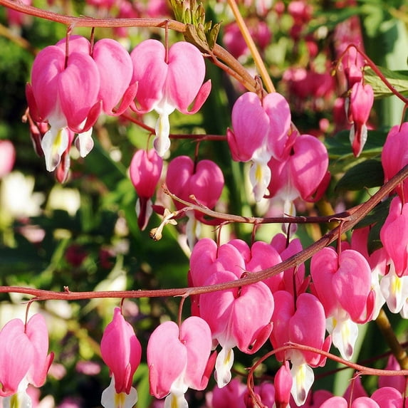 Pink Bleeding Hearts Flower Bulbs Value Pack - 3 Roots per Pack - Deer Resistant - Good as Cut Flowers - Perennializing - Easy to Grow Live Plants - Outdoor Garden