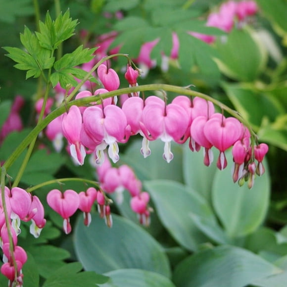 Pink Bleeding Hearts Flower Root - Deer Resistant - Good as Cut Flowers - Perennializing - Easy to Grow Live Plants - Outdoor Garden