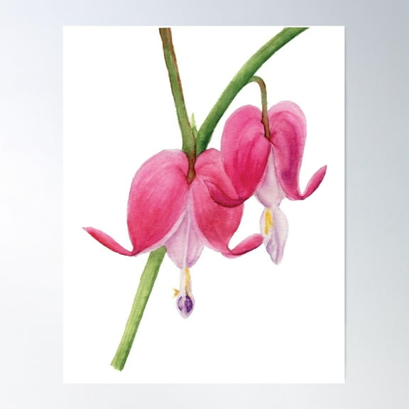 Pink Bleeding Hearts Flowers Watercolor Painting Poster Wall Art, Modern Wall Decor For Living Room Bedroom, 8x12 UNFRAMED