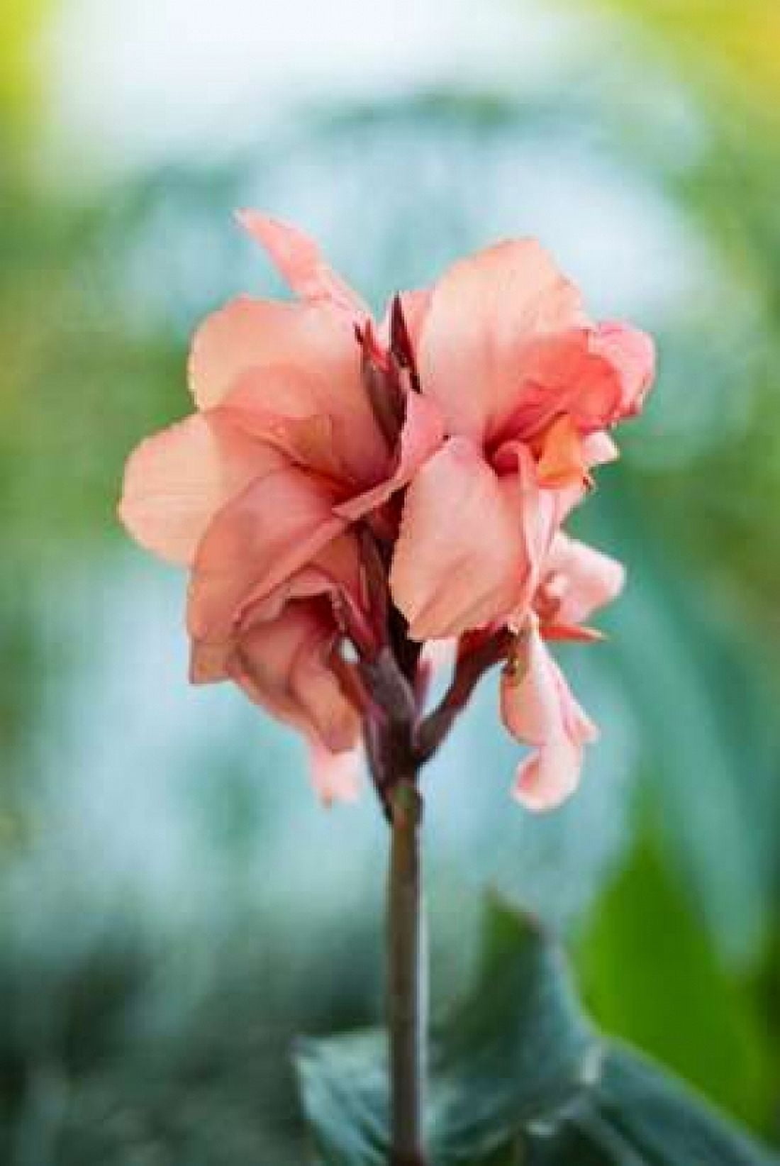 Pink Bloom I Canvas Art - Erin Berzel (24 x 36)