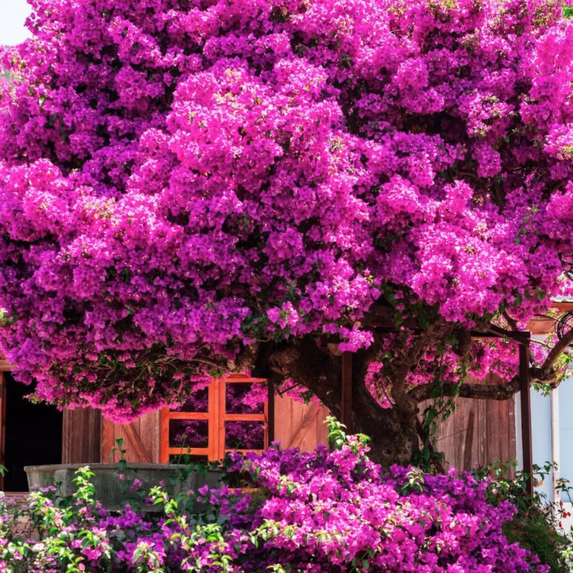 Pink Bougainvillea Plant Live in 4'' Pot, Hardy Bougainvillea Tree, 5-7'' Tall, Climbing Bougainvillea Vine for Outdoor Planting, Well Rooted