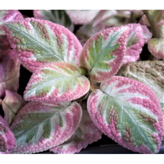 Pink Brocade Flame Violet - Single - 4 Inch Pot - Episcia Cupreata