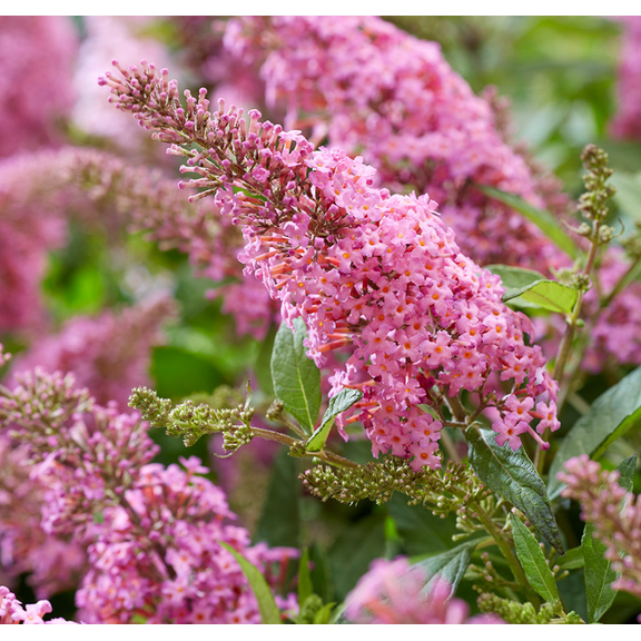 Pink Butterfly Bush, Butterfly Bush Live Plant, Outdoor Garden, 4 to 6 Inch Tall, Fragrant Buddleia Flowers, No Pot