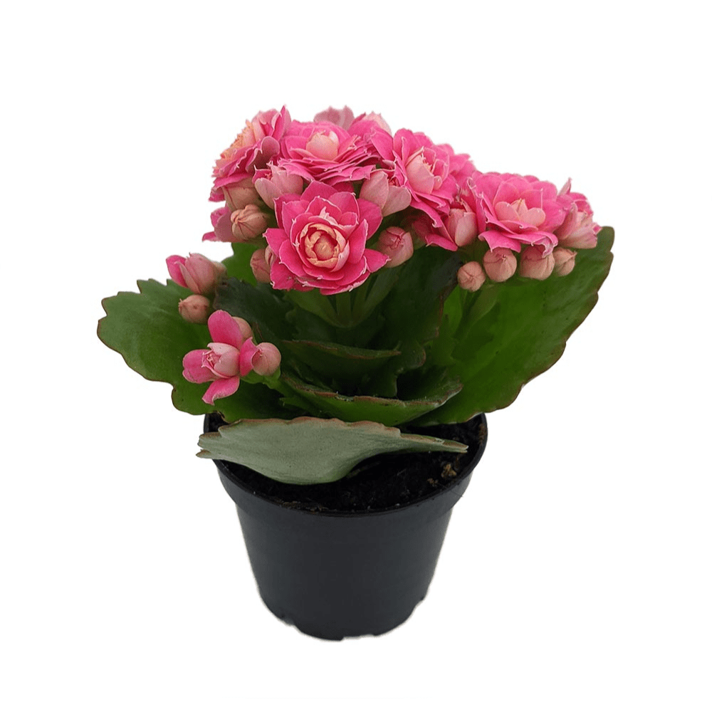 Pink Calandiva Plant - 2.5" Pot - Kalanchoe - Double Pink Blooms