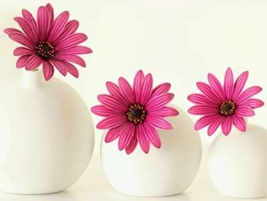 Pink Cape Daisies Canvas Art - Alyson Fennell (18 x 24)