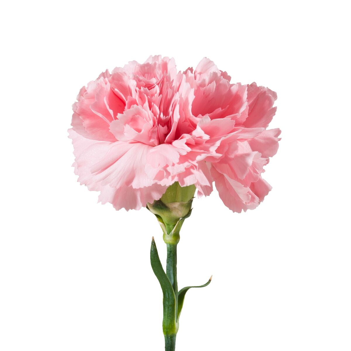 Pink Carnations - Farm Direct Fresh Cut Flowers - 100 Stems 