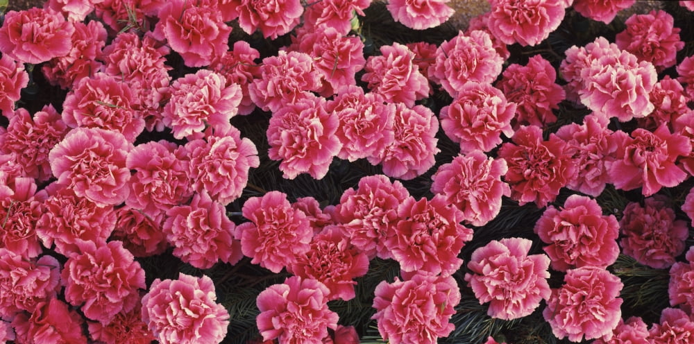 Pink Carnations flowers in bloom Canvas Art - Panoramic Images (12 x 24)
