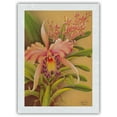 thumbnail image 1 of Pink Cattleya Orchid Hawaii - Vintage Hawaiian Airbrush Art by Frank Oda (Hale Pua Studio) c.1940s - Japanese Unryu Rice Paper Art Print (Unframed) 12 x 16 in, 1 of 4