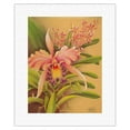 thumbnail image 1 of Pink Cattleya Orchid Hawaii - Vintage Hawaiian Airbrush Art by Frank Oda (Hale Pua Studio) c.1940s - Fine Art Rolled Canvas Print 11in x 14in, 1 of 4