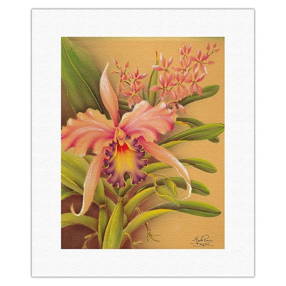 Pink Cattleya Orchid Hawaii - Vintage Hawaiian Airbrush Art by Frank Oda (Hale Pua Studio) c.1940s - Fine Art Rolled Canvas Print 11in x 14in