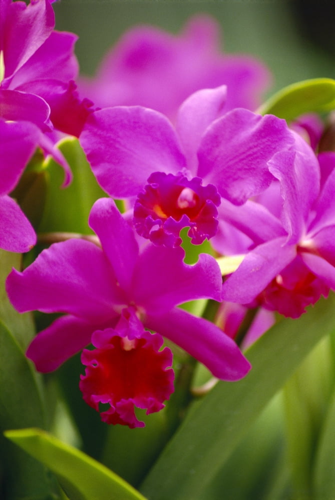 Pink Cattleya Orchids B1594 Canvas Art - Allan Seiden Design Pics (12 x 19)