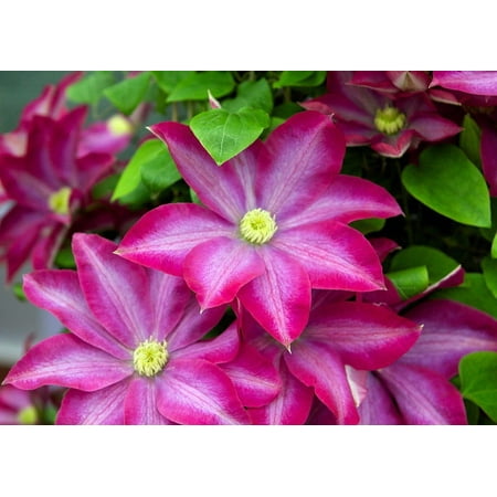 Pink Champagne Clematis - Deep Pink/Light Mauve/Yellow Anthers - 2.5" Pot