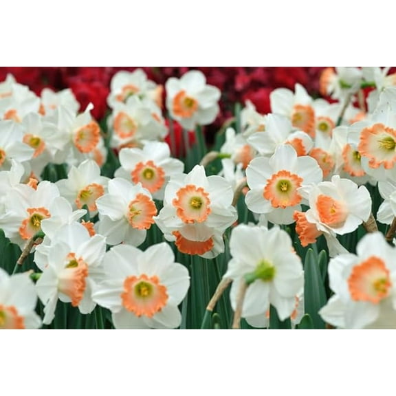 Pink Charm Daffodil Bulbs for Planting - Easy to Grow Perennial Flowers for Garden or Containers (5 Bulbs)