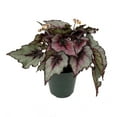 thumbnail image 1 of Pink Charming Rex Begonia Plant - Black Centers - 6" Pot, 1 of 1