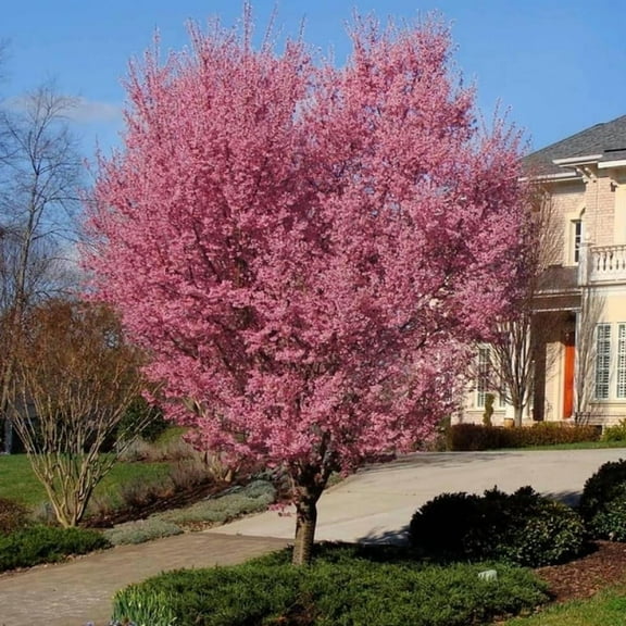 Pink Cherry Blossom Tree, Okame Flowering Cherry Tree for Outdoor Garden, 6 to 10'' Tall, No Ship to HI, AK, PR