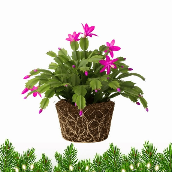 Pink Christmas Cactus Live, Live Flowering Indoor Houseplant, 3 Inches Tall