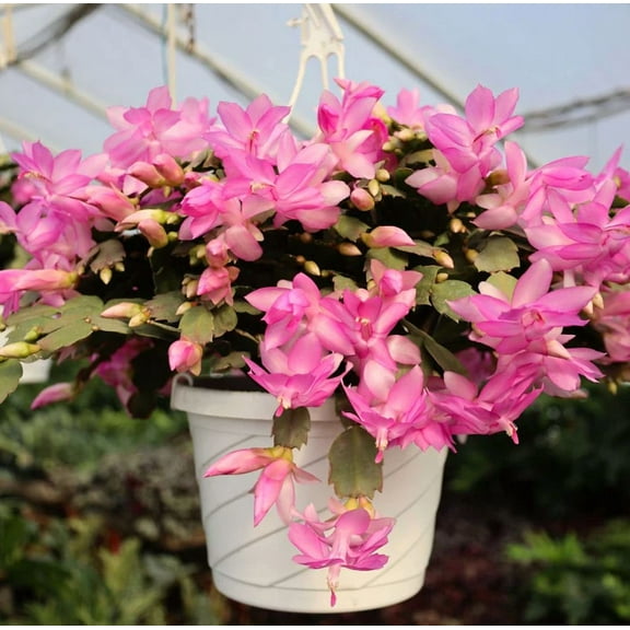 Pink Christmas Cactus Live Plant for Planting, Holiday Cactus Flowers Crab Cactus Plant 7 Inch Height in 6 Inch Pot