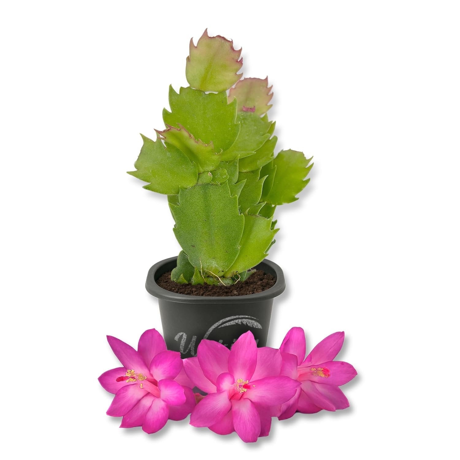 Pink Christmas Cactus - 1 Live Starter Plant - Schlumbergera Bridgesii - Beautiful Colorful Tropical Indoor Succulent